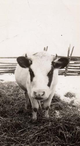 Black and white image of a cow looking at directly at the camera from the front